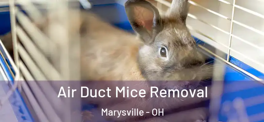 Air Duct Mice Removal Marysville - OH