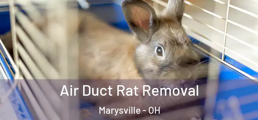  Air Duct Rat Removal Marysville - OH